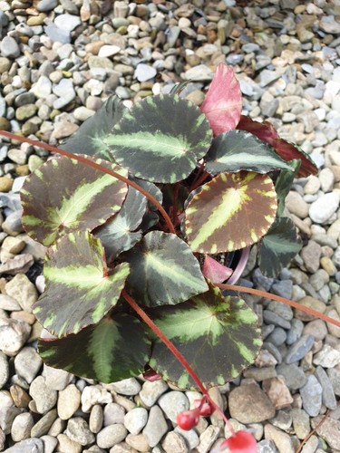 Begonia cleopatrae - begonia,