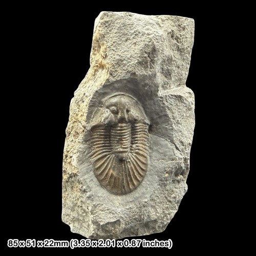 Rare scutellum trilobite - rare,
