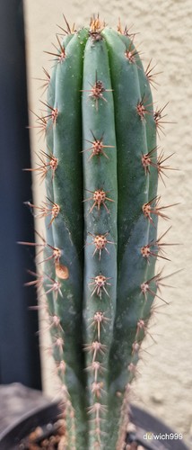 Large mature echinopsis - large,