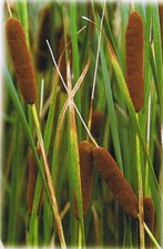 Bulrush REEDMACE Typha