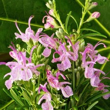 Herb Plants in 14cm Pots -