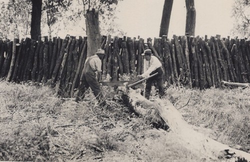 1942 men sawing black locust - 1942,