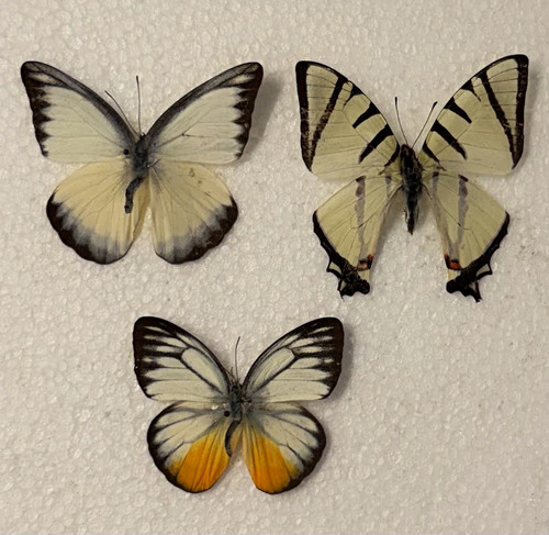 Entomology butterfly specimen - entomology,