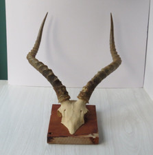 Taxidermy Large Impala