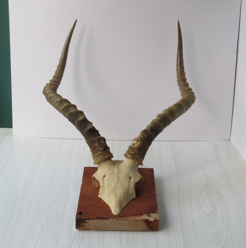 Taxidermy large impala - taxidermy,