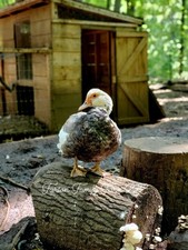 10+ Muscovy Duck Hatching Eggs