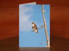 Red-tailed hawk - A5 Photography Card
