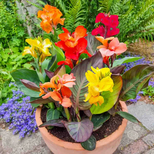 Canna tropicana dwarf pot - canna,
