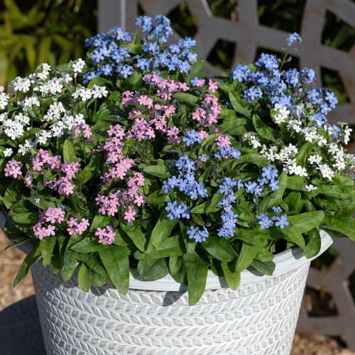 Myosotis mon amie mixed - myosotis,
