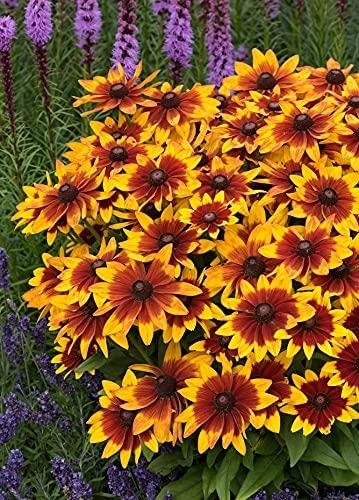 Rudbeckia sunbeckia mia - rudbeckia,