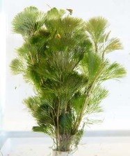 Cabomba aquatica tropical - aquatica,