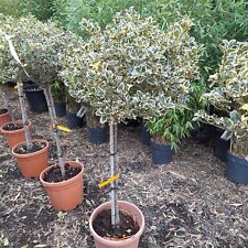 Ilex Argenteo Variegata 25L Plants Variegated Holly Standards Christmas Plant