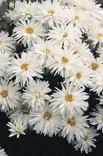 50 CHRYSANTHEMUM CRAZY DAISY