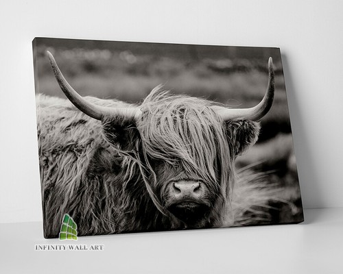 Highland cow black canvas - cow,