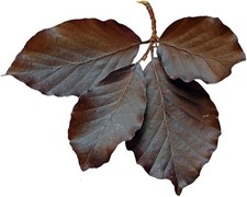 Beech Tree - Fagus Purpurea