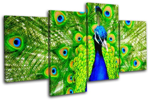 Peacock feathers animals multi - feathers,