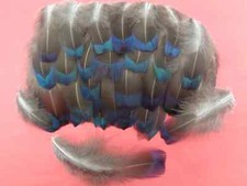 50 Melanistic Pheasant Flank Feathers 2.5" to 4.5" / 7-13cm - Jewellery Crafting