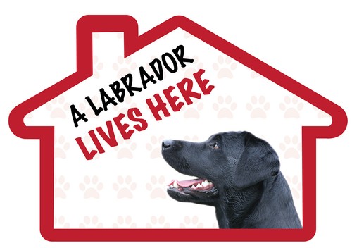 Black labrador lives - labrador,