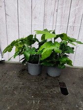 2x 1L Fatsia Japonica Evergreen Large Leaf Loves Shade Garden Shrub Plant