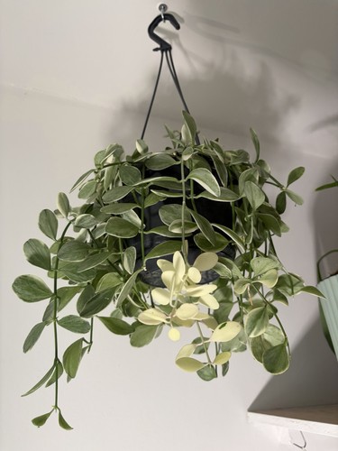 Dischidia oinantha variegated - dischidia,