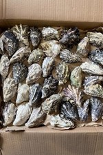 10 Oyster Shells - Matching