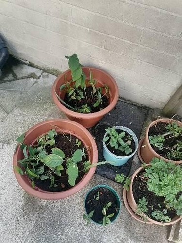 Tropical fruit plants