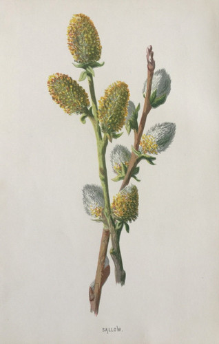 Antique print sallow c1880 - antique,