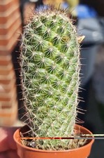 Mammillaria Eriacantha -