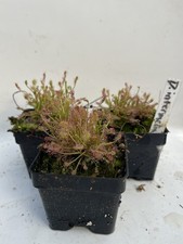 Drosera Intermedia Large Pot