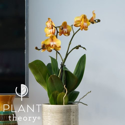 40cm phalaenopsis las vegas - phalaenopsis,