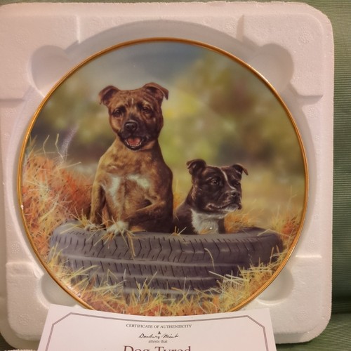 Staffordshire bull terrier dog - bull,