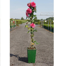 Rosa Laguna 4 Litre Pot 80-100cm x 2 by Thompson & Morgan