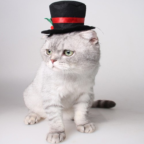 Black pet hat - pet,