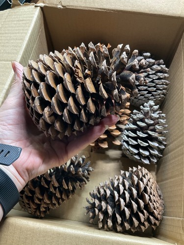 Giant pine cones craft - giant,