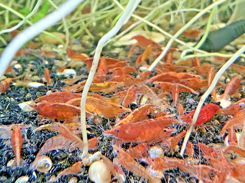 Red cherry shrimp - cherry,