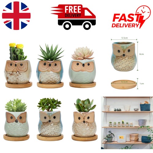 Cute ceramics owl succulent - cute,