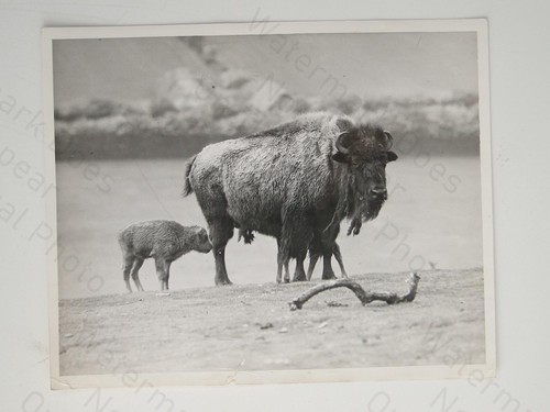 Bison and calves american - and,