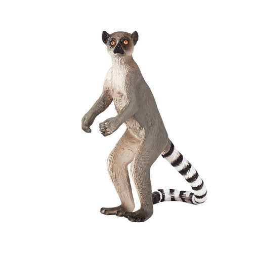 Mojo ringtail lemur wild - ringtail,