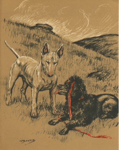 Bull terrier and poodle - terrier,