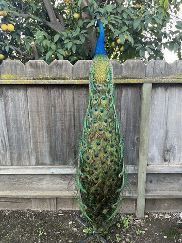 India blue real peacock - india,