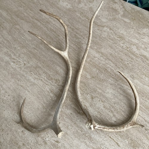 Naturally shed pair deer - pair,