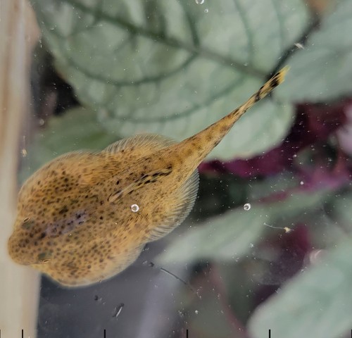 Butterfly hillstream loach - butterfly,