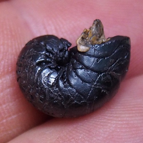 Nautilus ammonite - 17,