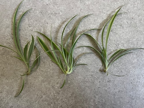 Spider plant cutting straight - spider,