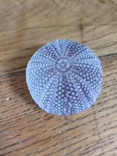 Sea Urchin Seashell. Home