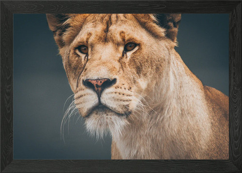Lion painting framed wall art - framed,