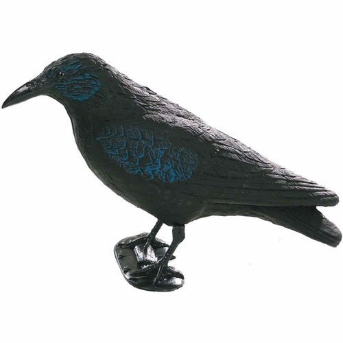 Bisley crow and rook - bisley,
