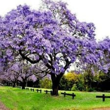 100 Empress Tree seeds