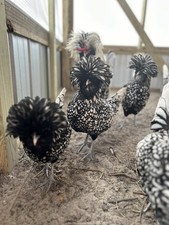 8 TOTAL -pure silver Laced