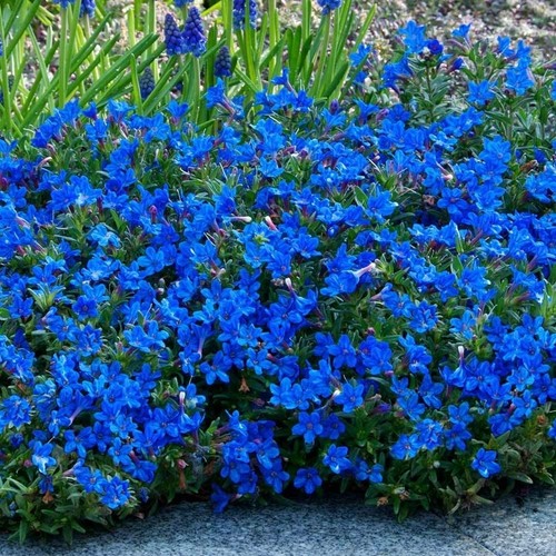 Lithodora heavenly blue plant - blue,